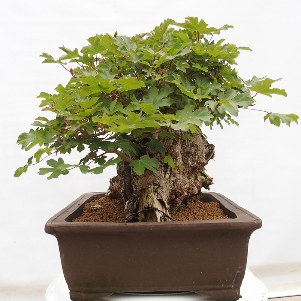 Outdoor bonsai - French Maple - Acer Nonspessulanum