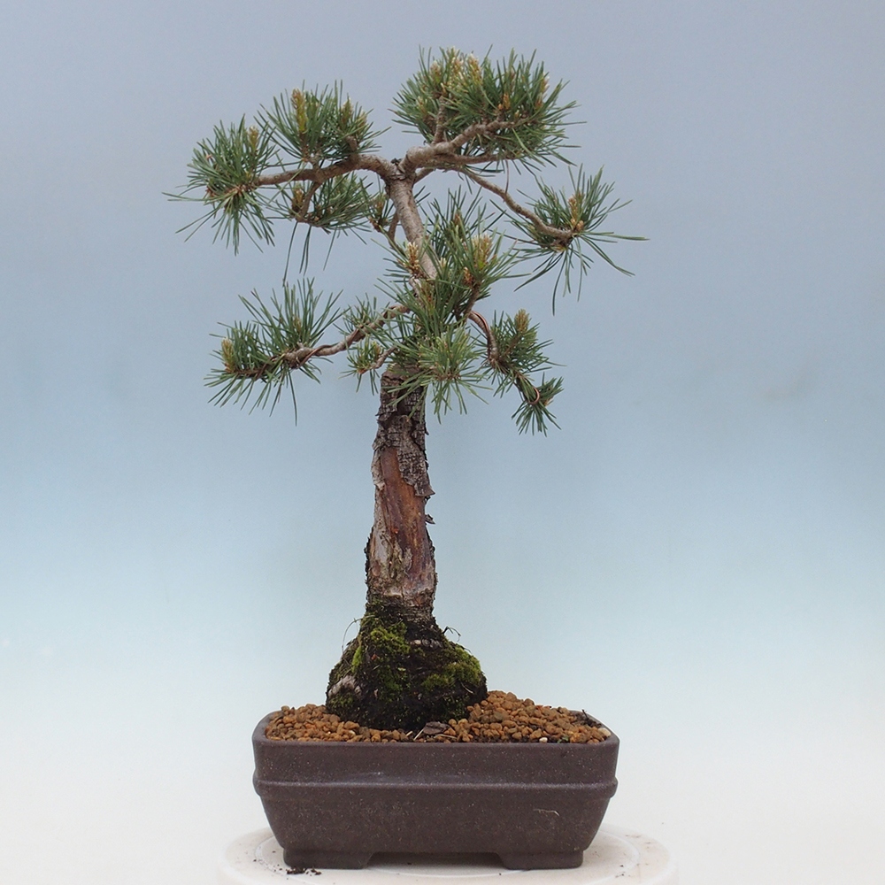Outdoor bonsai - Pinus Sylvestris - Scots pine