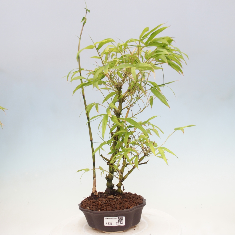 Indoor bonsai - Bamboo Buddha-Bamboo Buddha's belly