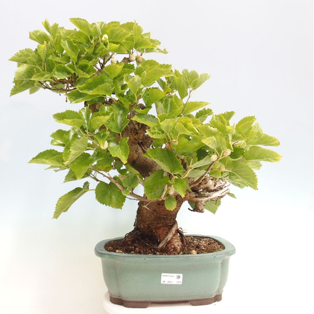 Outdoor bonsai - Morus alba - mulberry