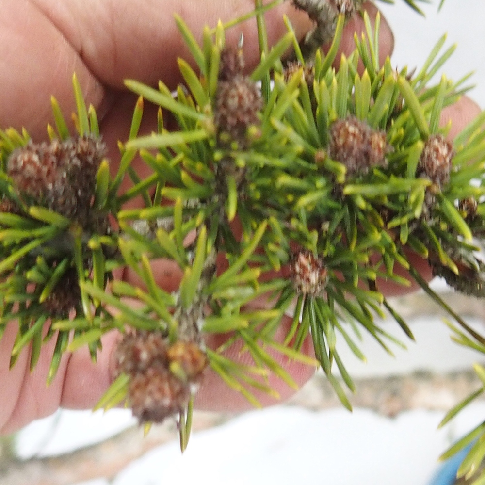 Yamadori - Pinus sylvestris 
