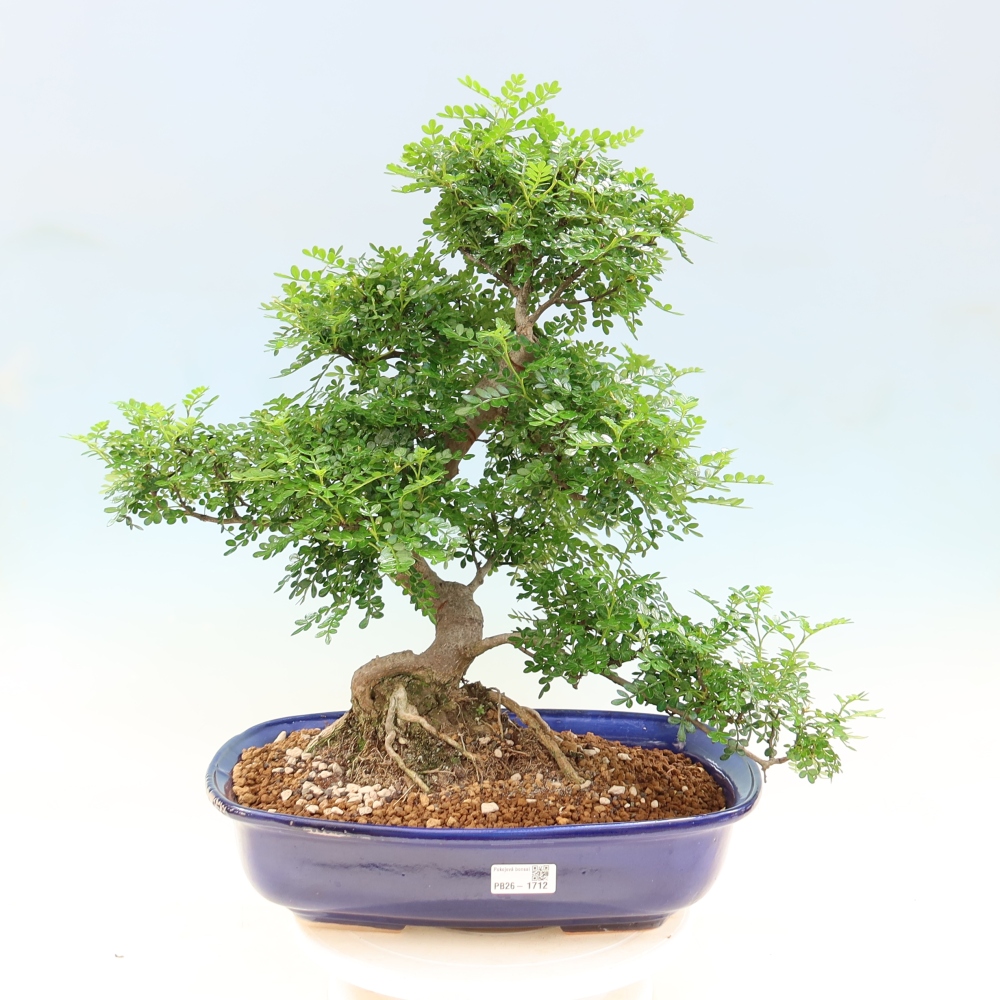 Room bonsai - Zantoxylum piperitum - pepper tree