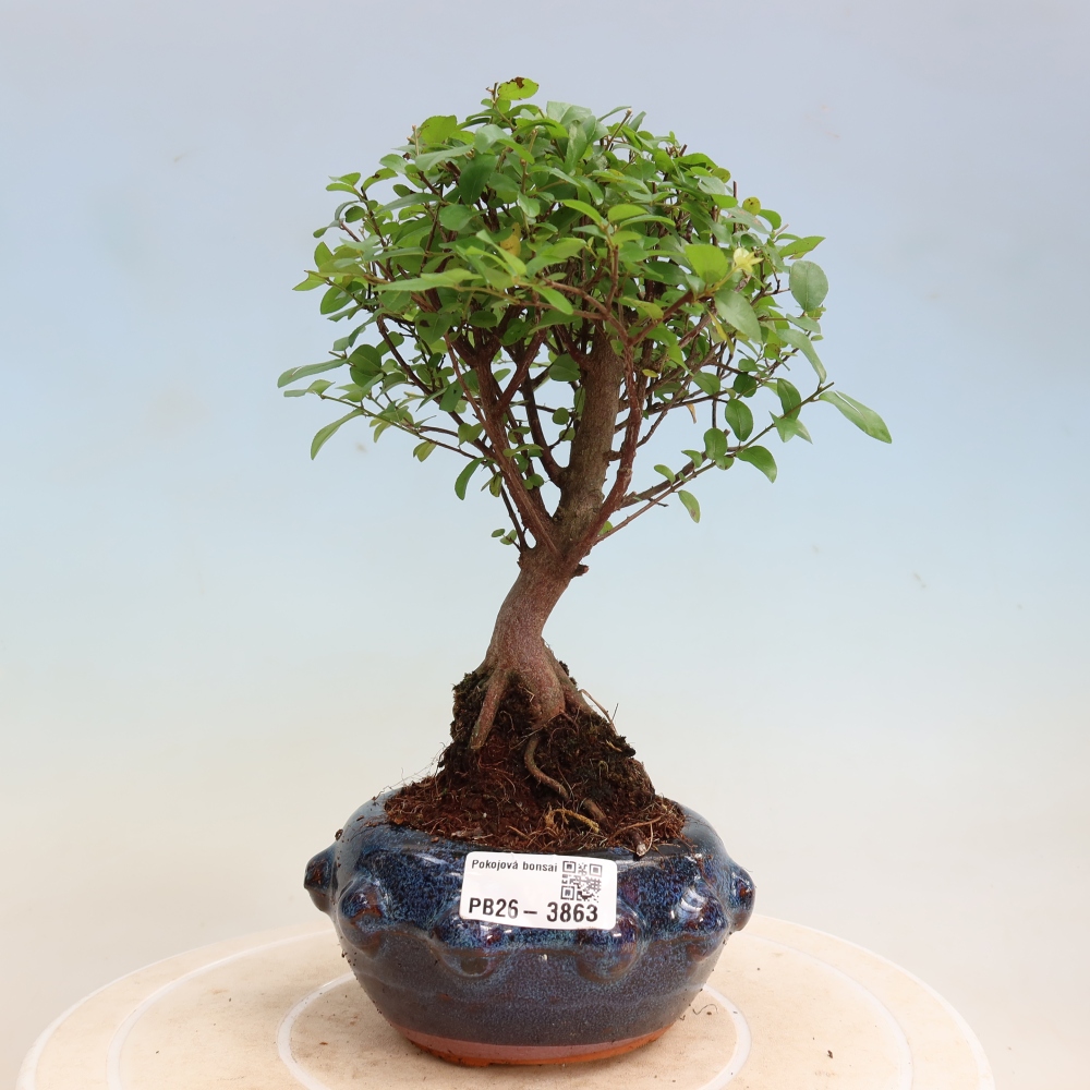 Room bonsai - Sageretia thea - Sageretia thea