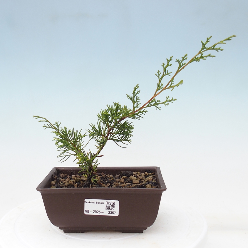 Outdoor bonsai - Juniperus chinensis Itoigawa - Chinese juniper