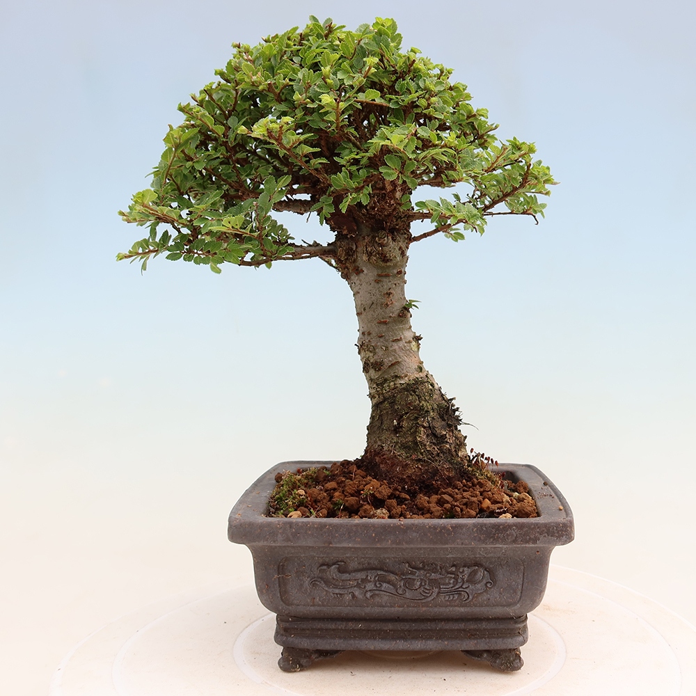Outdoor Bonsai - Ulmus parvifolia 'Sagei' - Small-leaved Elm