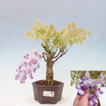 Outdoor bonsai - Magnolia stellata - e-bonsai.com