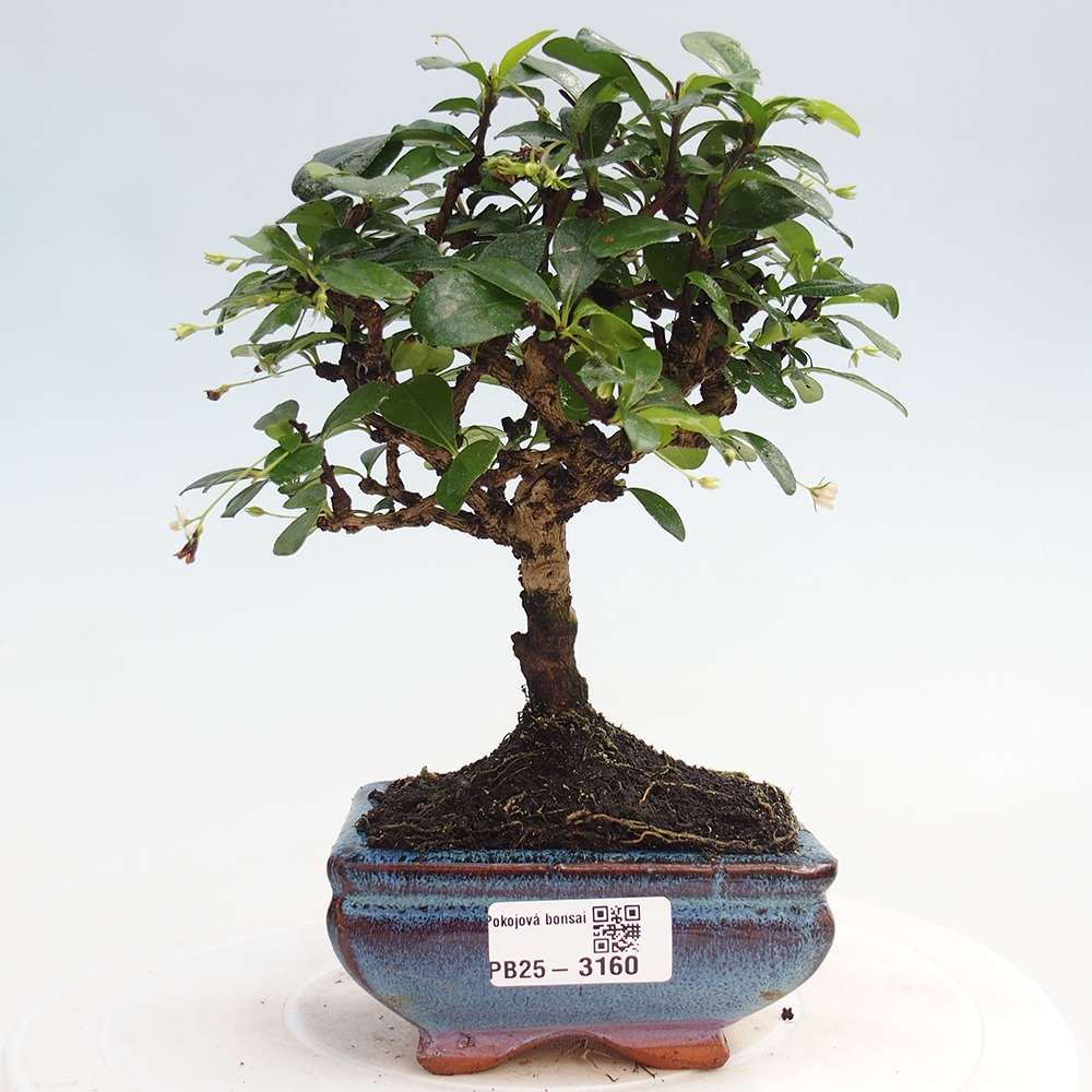 Indoor bonsai - Carmona macrophylla - Fuki tea