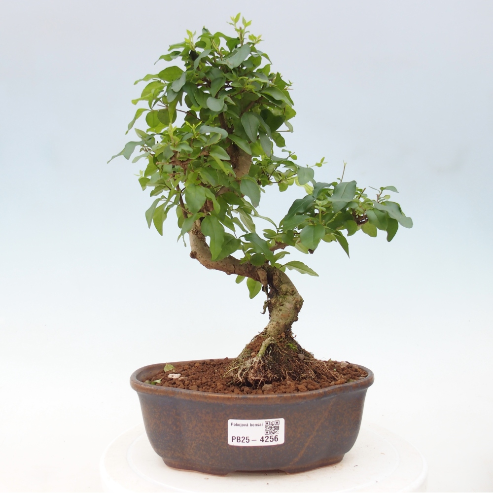 Room bonsai -Ligustrum chinensis - Birds Beak