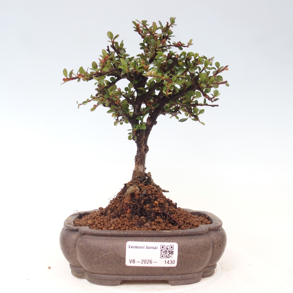 Outdoor bonsai - Cotoneaster horizontalis - Rocky Mountain
