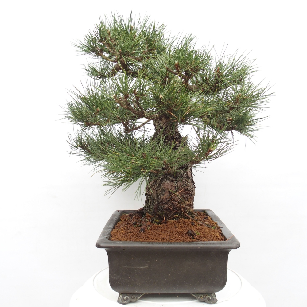 Outdoor bonsai - Pinus thunbergii - Thunberg pine