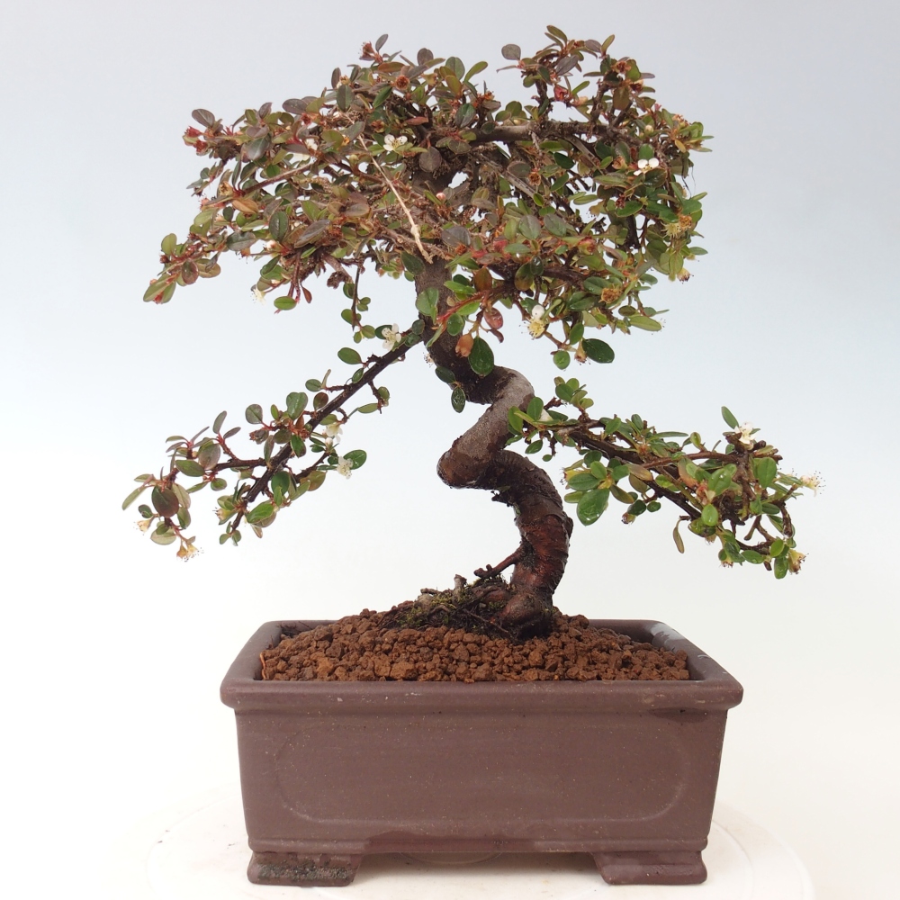 Outdoor bonsai-Cotoneaster dammeri - Damer's Rock