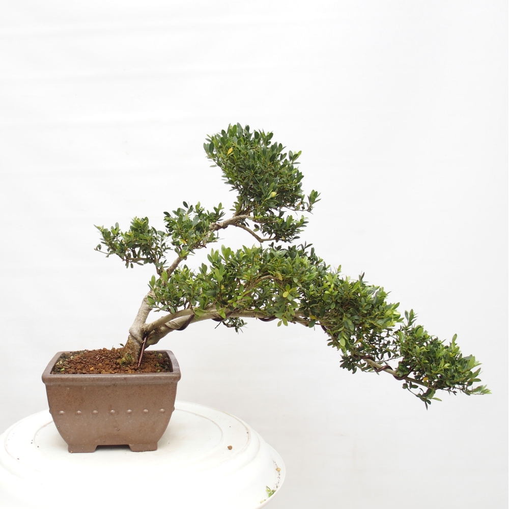 Indoor bonsai - Ilex crenata - Holly