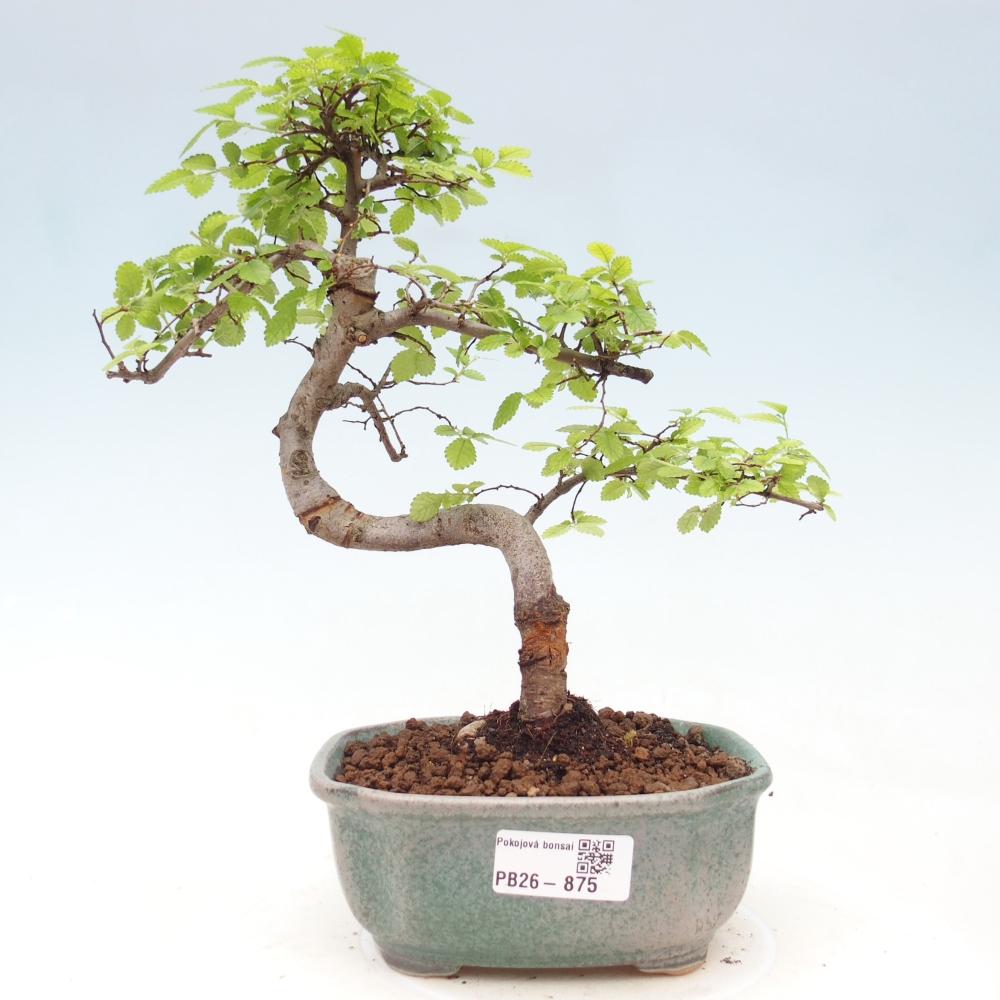 Room bonsai - Ulmus parvifolia - Small-leaved elm