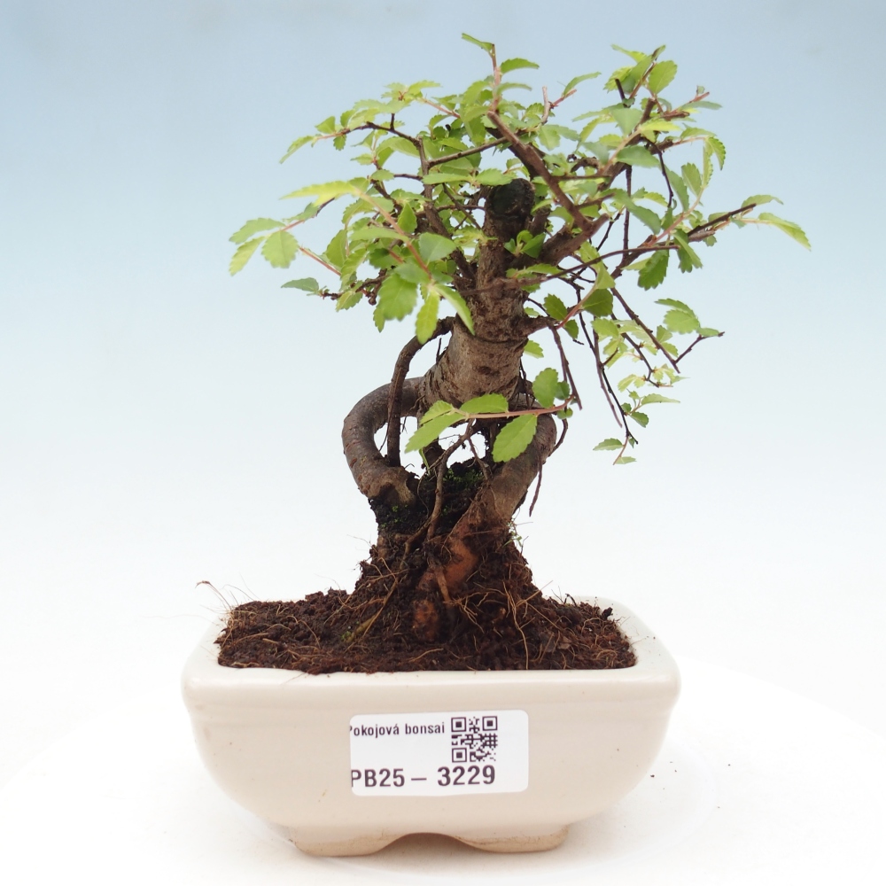 Room bonsai - Ulmus parvifolia - Small-leaved elm