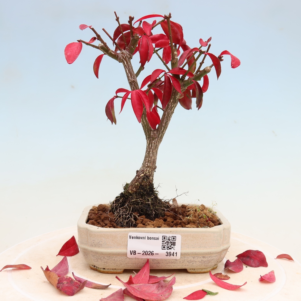 Outdoor Bonsai -  Euonymus alatus comactus  - Winged Spindle Tree