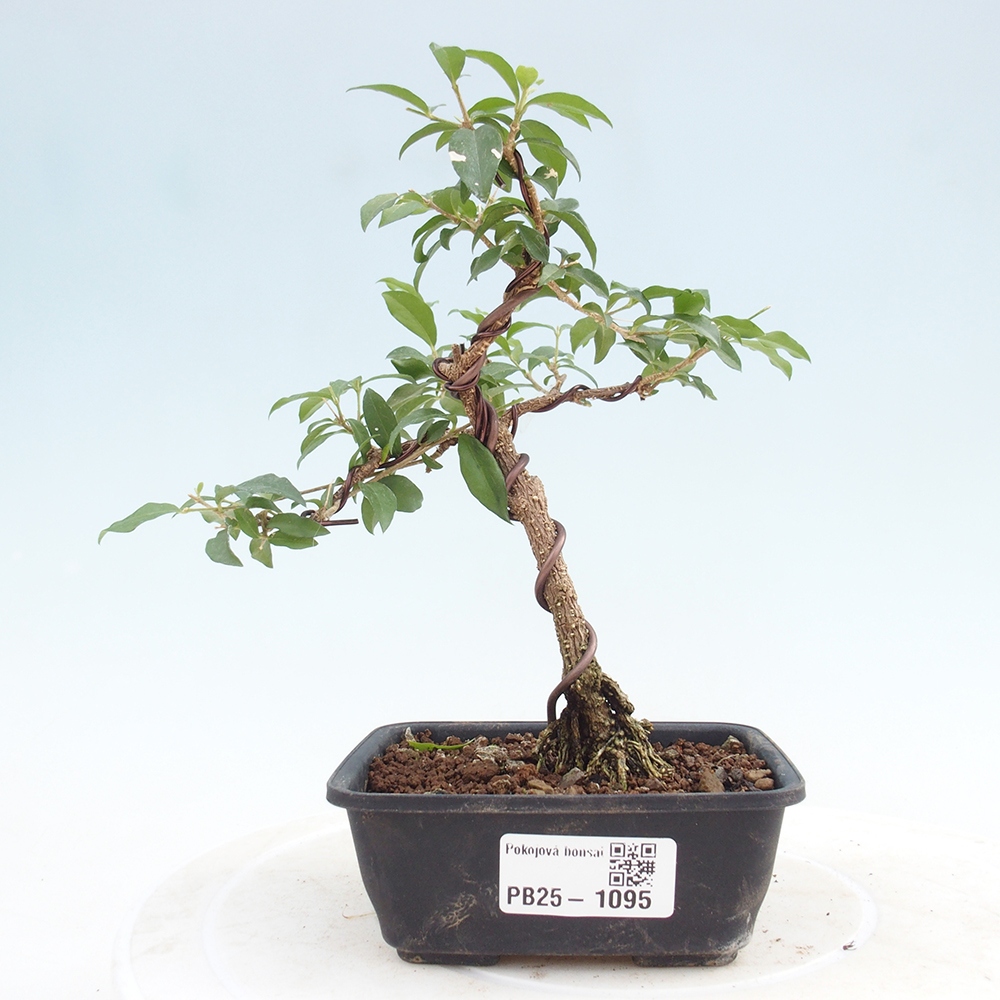 Room bonsai - Malpighia coccigera- Barbdorian cherry
