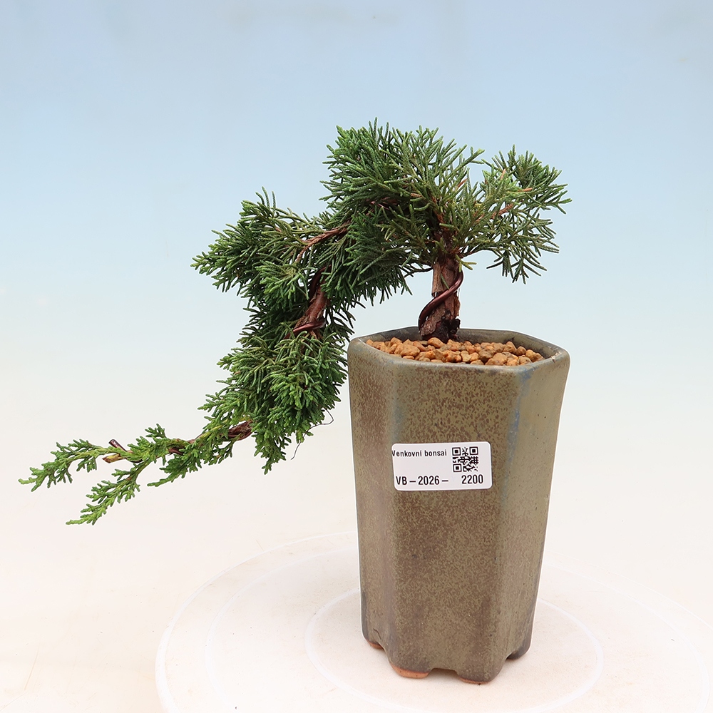 Outdoor bonsai - Juniperus chinensis Kishu
