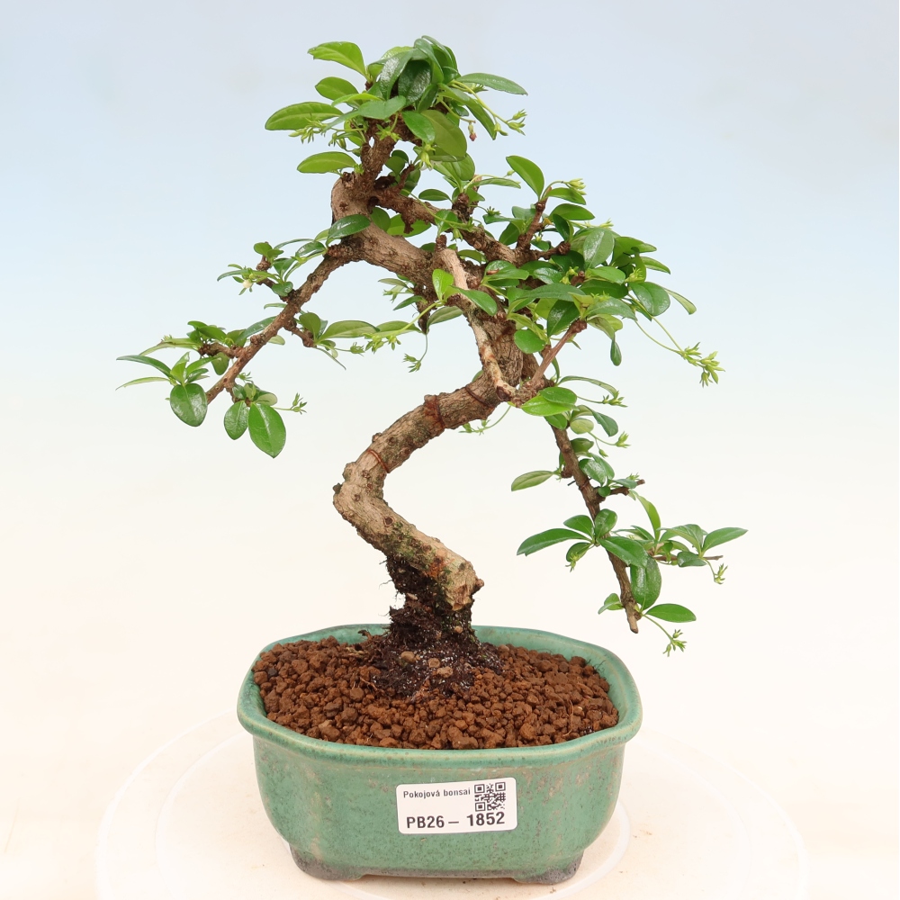 Room bonsai - Carmona macrophylla - Tea fuki