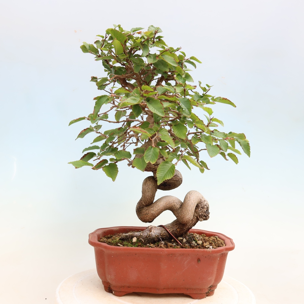 Outdoor bonsai -Carpinus CARPINOIDES - Korean Hornbeam