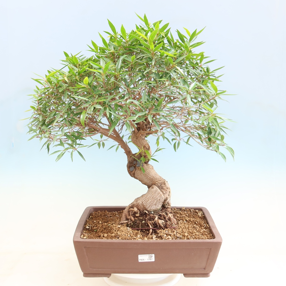 Room bonsai - Ficus nerifolia - small-leaved ficus
