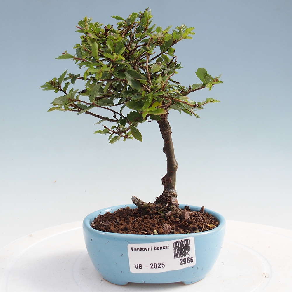 Outdoor bonsai - Ulmus parvifolia Sagei - Small-leaved elm