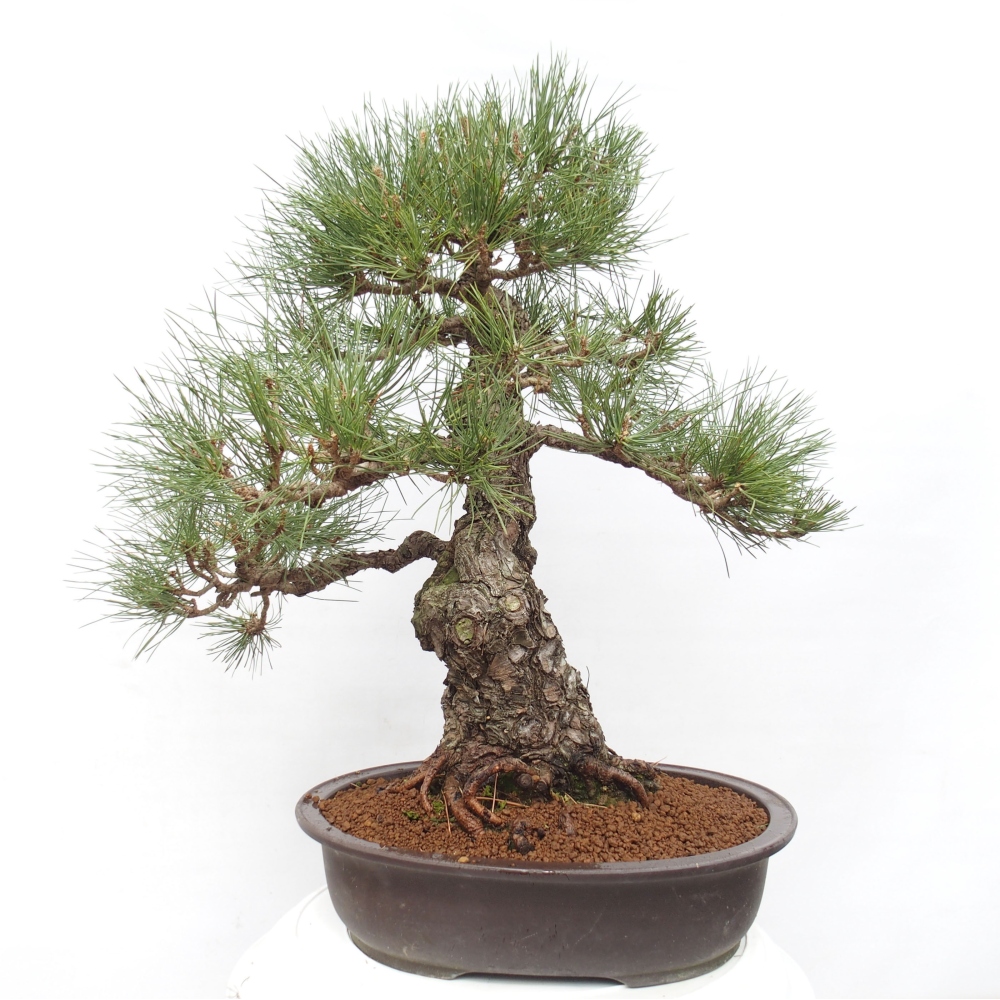 Outdoor bonsai - Pinus thunbergii - Thunberg pine