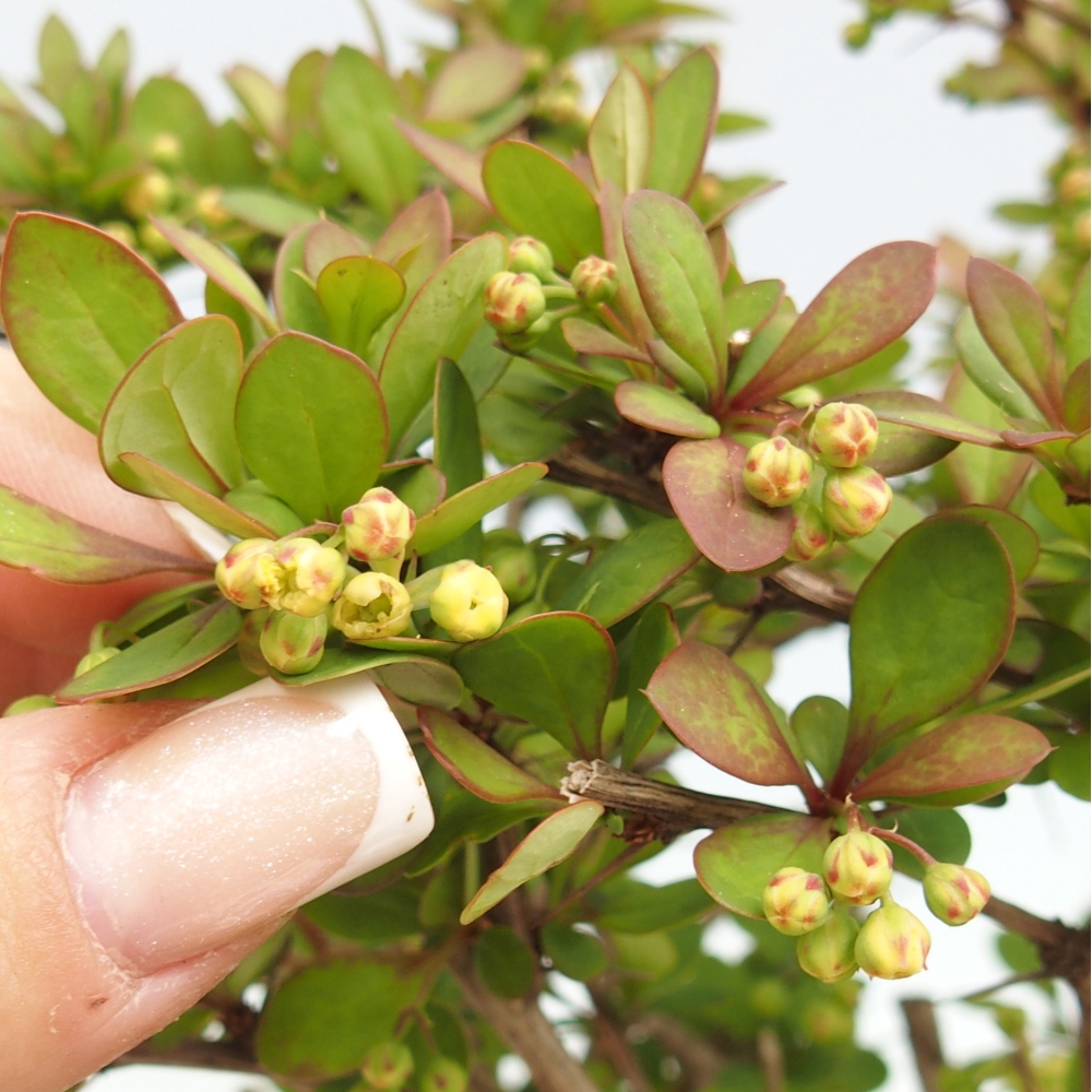 Outdoor bonsai - Berberis coreana