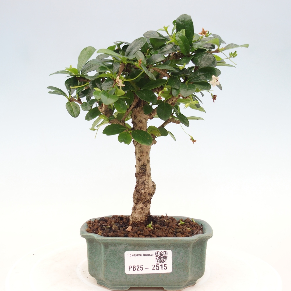 Indoor bonsai - Carmona macrophylla - Fuki tea