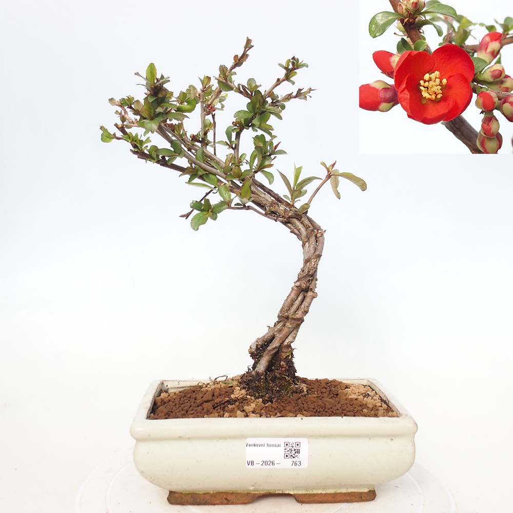 Outdoor bonsai - Chaneomeles sup. Nicoline - Quince