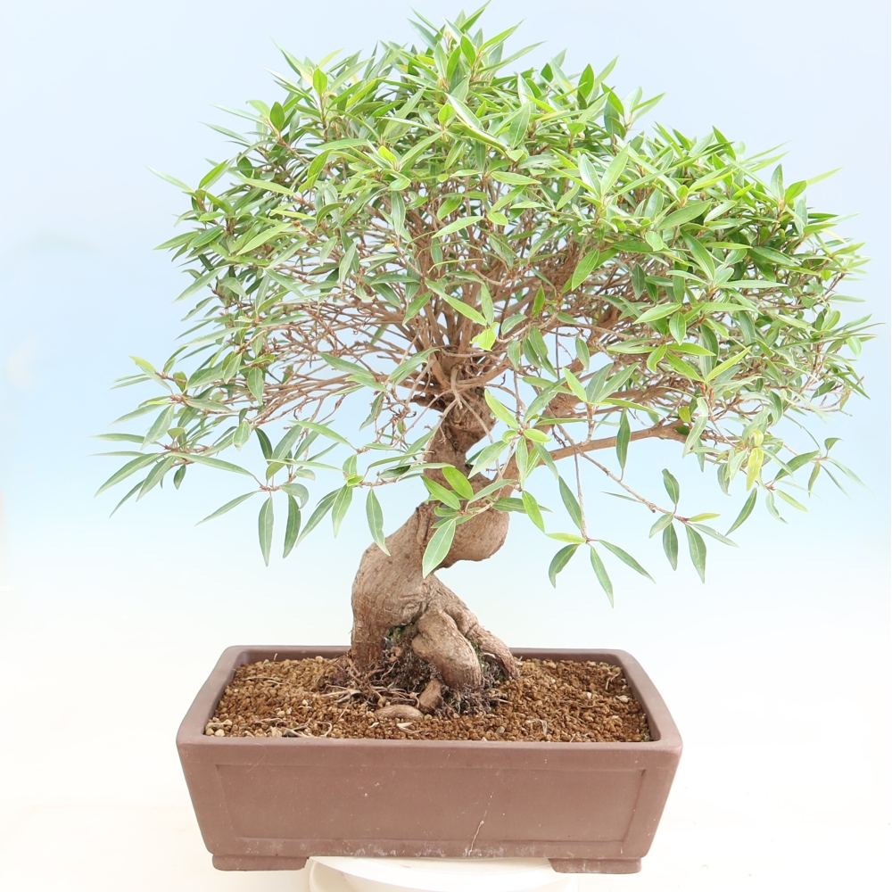 Room bonsai - Ficus nerifolia - small-leaved ficus