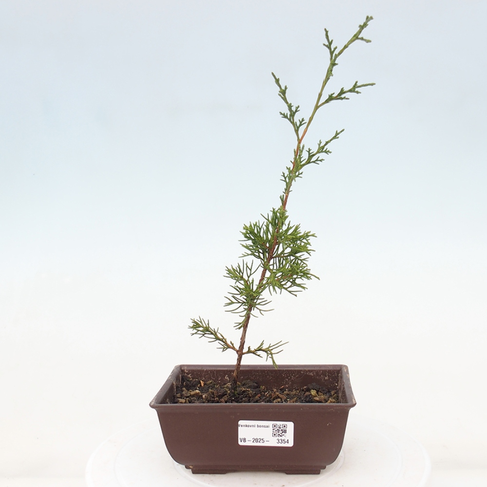 Outdoor bonsai - Juniperus chinensis Itoigawa - Chinese juniper