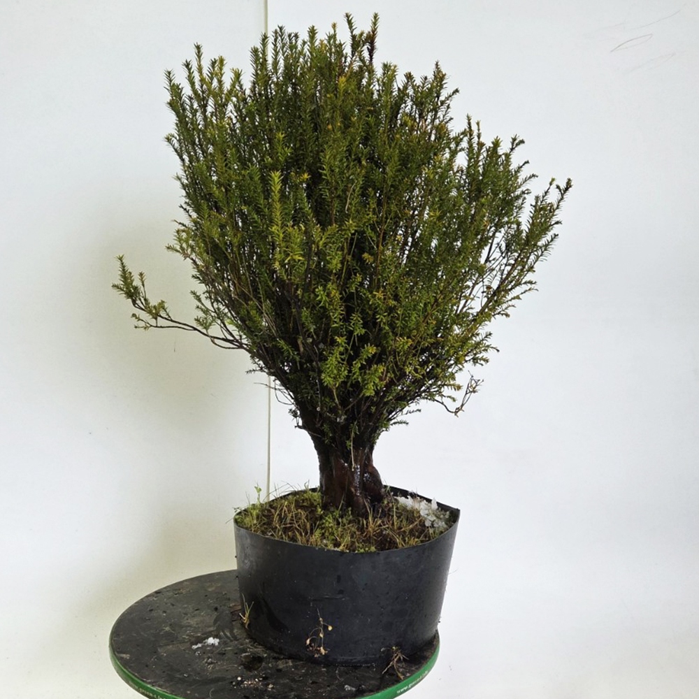 Outdoor bonsai Japanese Yew - Taxus cuspidata