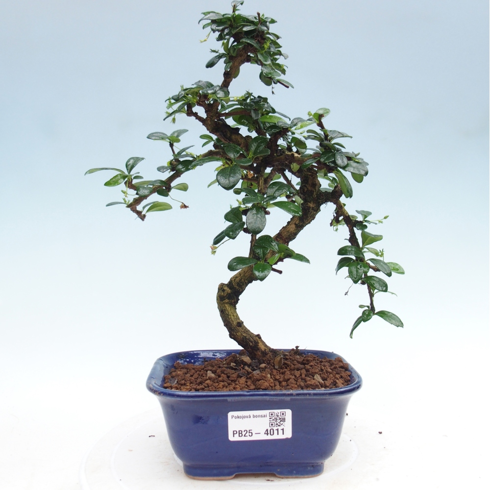 Room bonsai - Carmona macrophylla - Tea fuki
