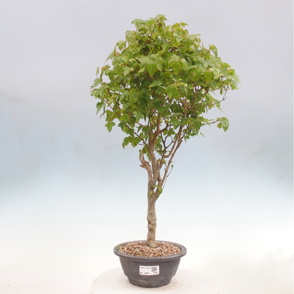 Outdoor bonsai - Acer Buergerianum - Burger Maple