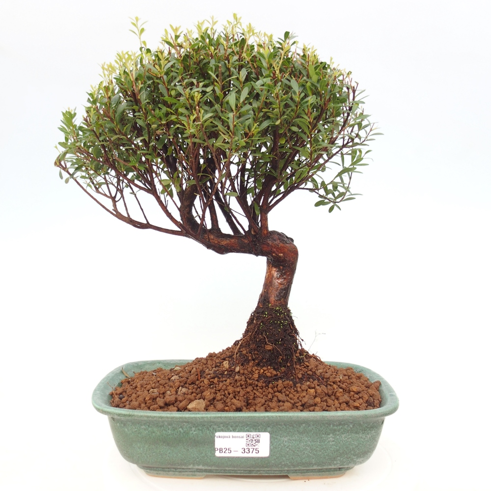 Room bonsai - Syzygium - Pimento