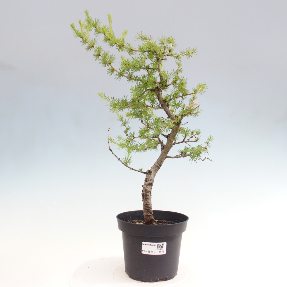 Outdoor bonsai -Larix decidua - Larch