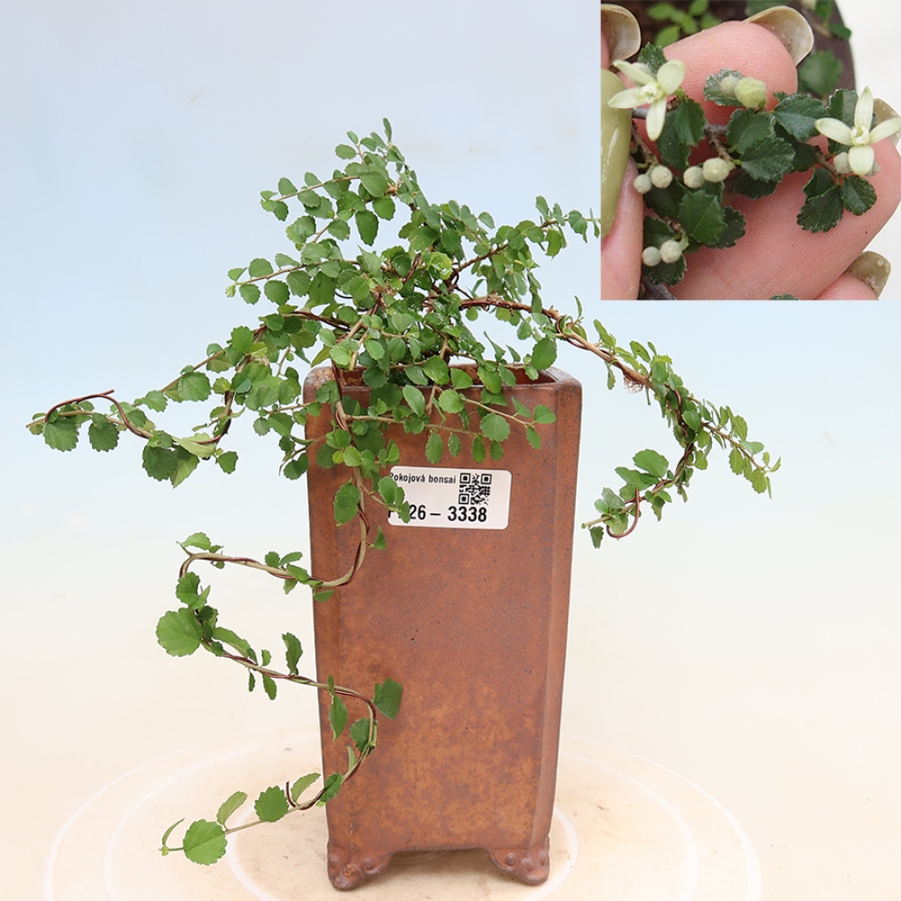 Room bonsai - Grewia sp. - Grewia malafolia