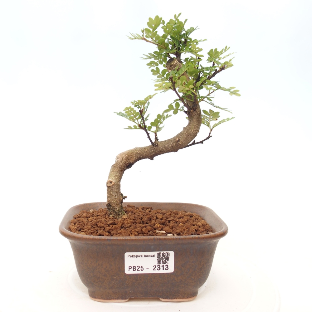 Indoor bonsai - Zantoxylum piperitum - Peppermint