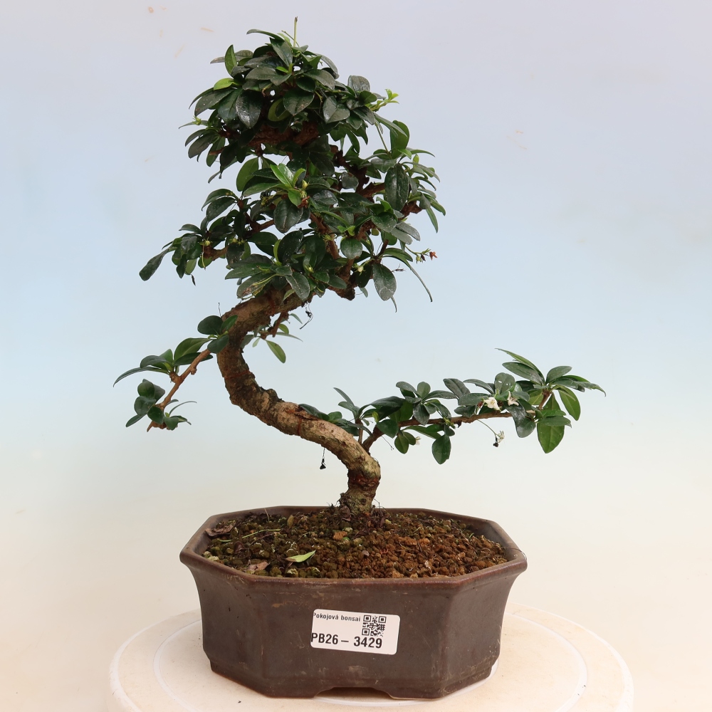 Room bonsai - Carmona macrophylla - Tea fuki
