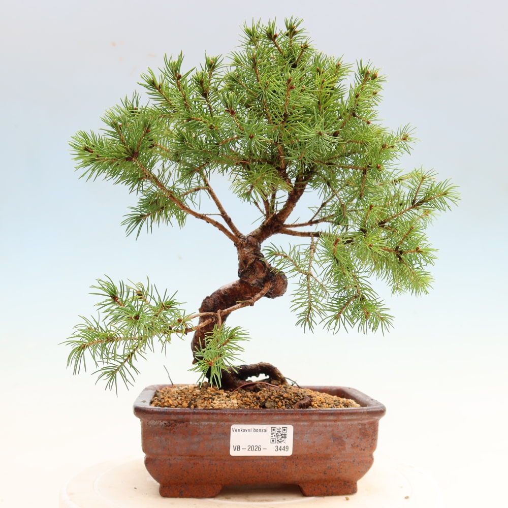 Outdoor Bonsai - Blue Spruce - Picea glauca 'Globe'