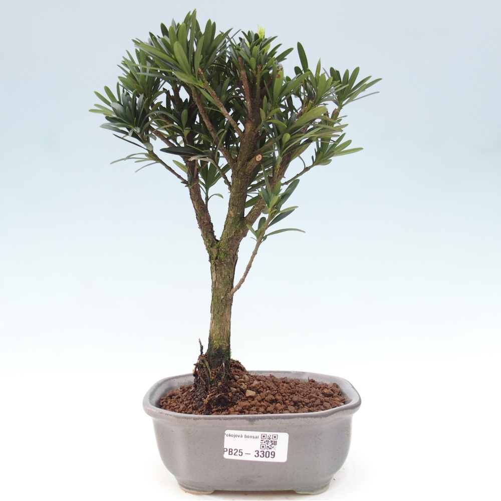 Room bonsai - Podocarpus - Stone Yew
