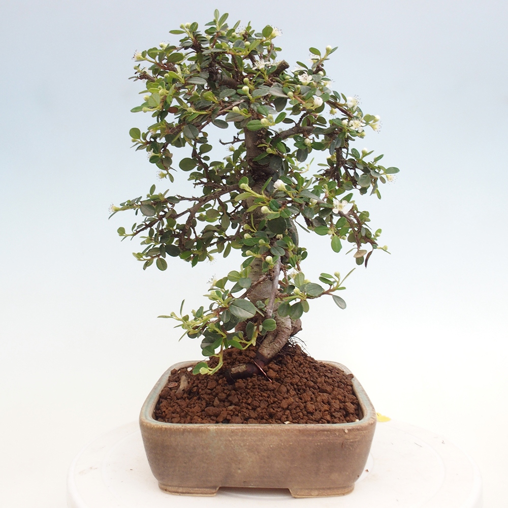 Outdoor bonsai-Cotoneaster dammeri - Rock Damer
