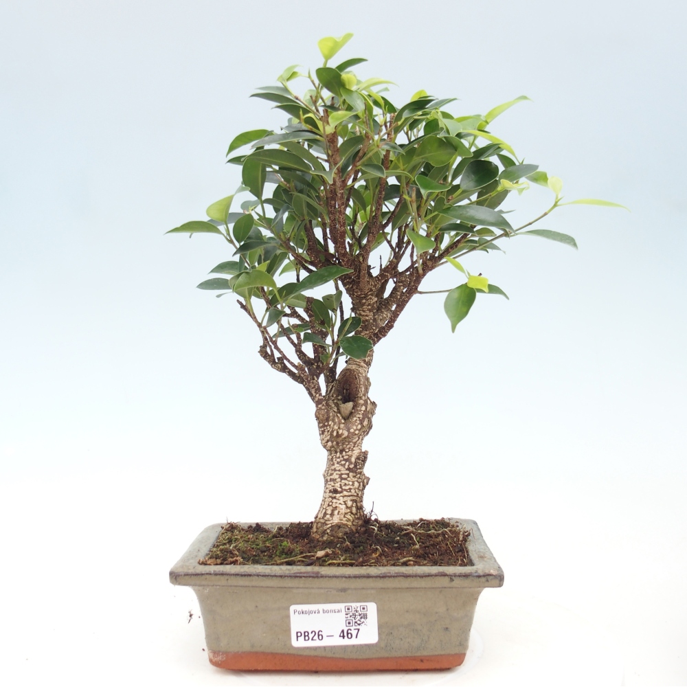 Room bonsai - Ficus retusa - small-leaved ficus