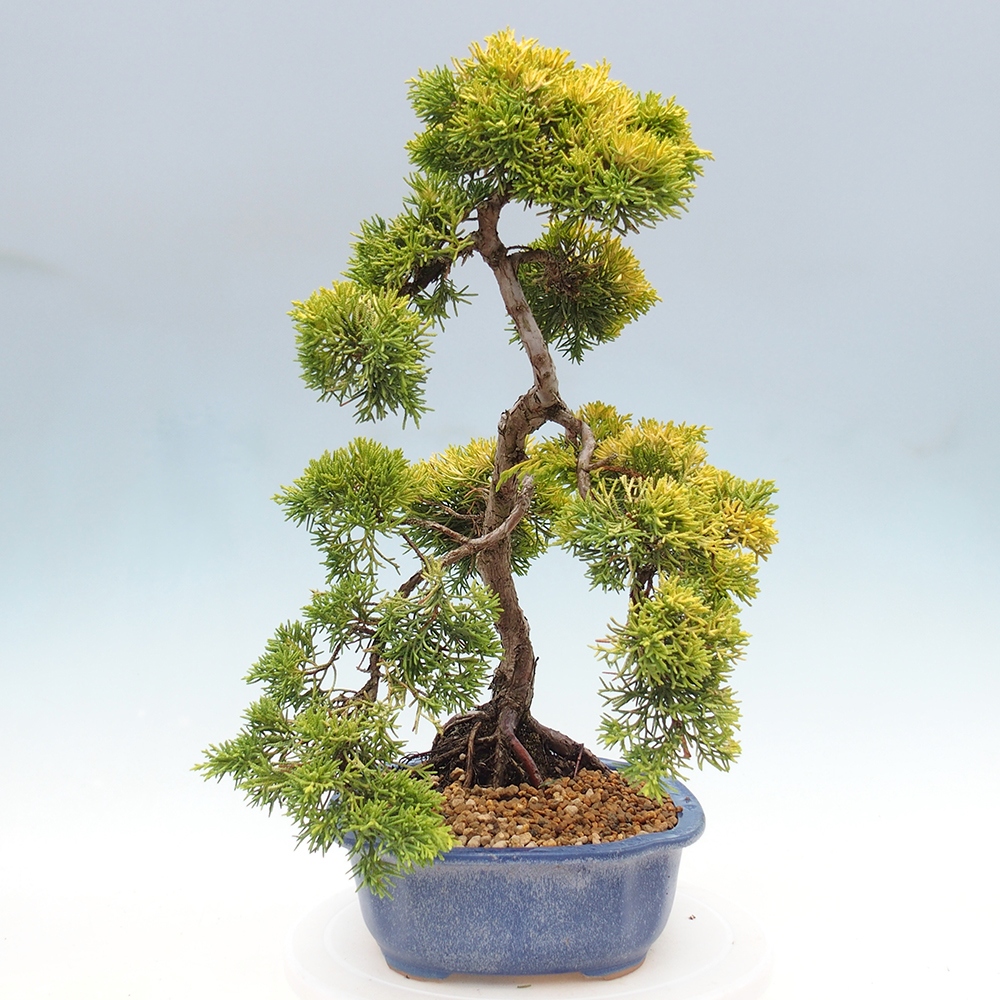 Outdoor bonsai - Juniperus chinensis plumosa aurea - Chinese golden juniper