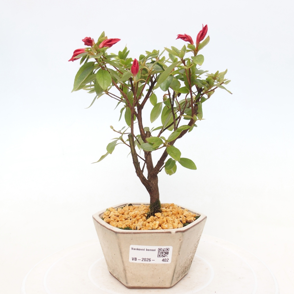 Outdoor bonsai - Japanese azalea - Azalea sp.