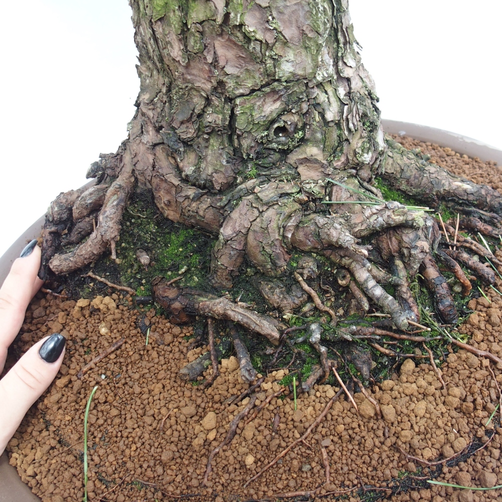 Outdoor bonsai - Pinus thunbergii - Thunberg pine