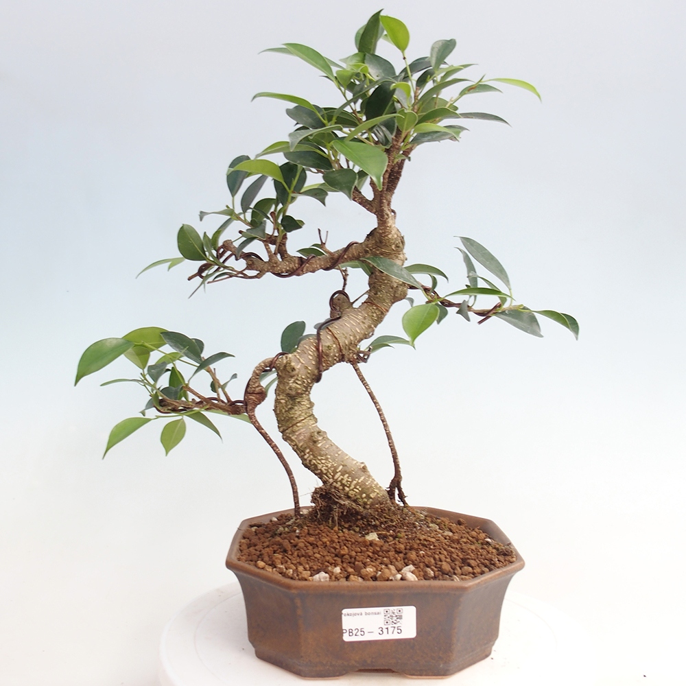 Indoor bonsai - Ficus retusa - small ficus