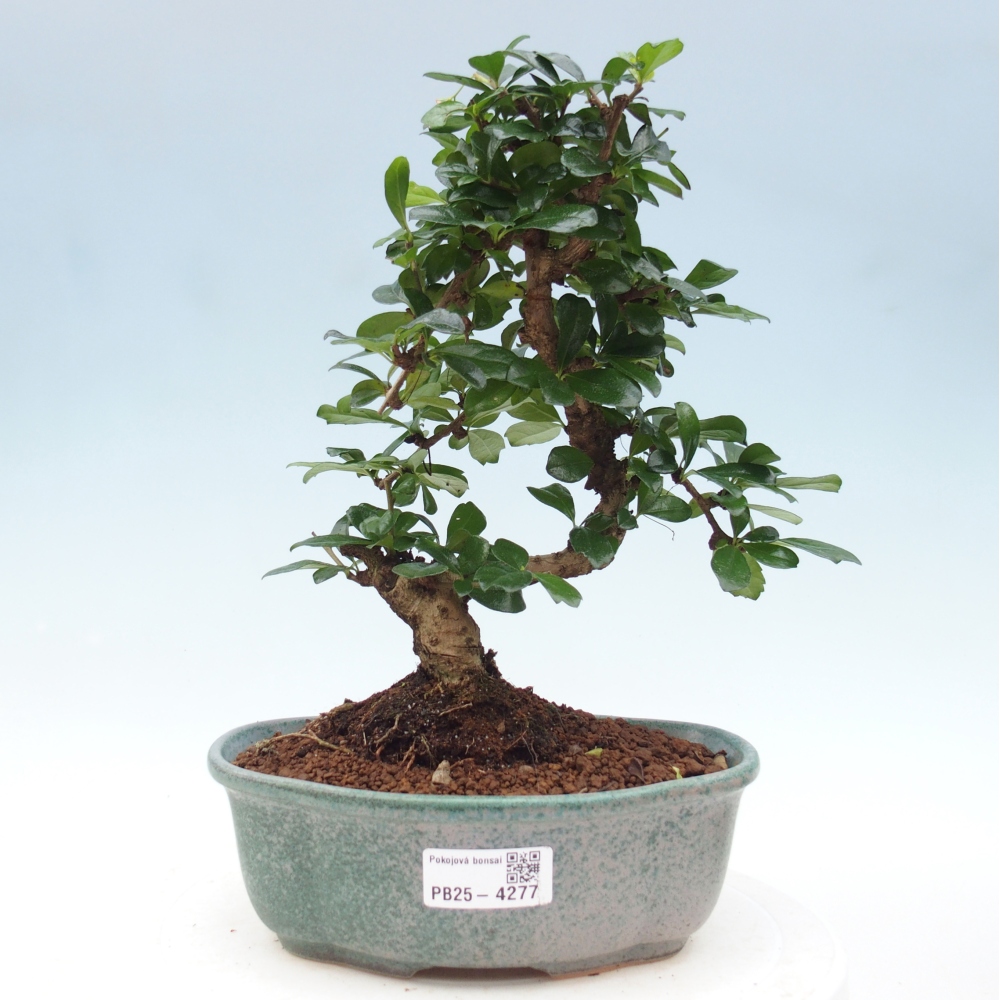 Room bonsai - Carmona macrophylla - Tea fuki