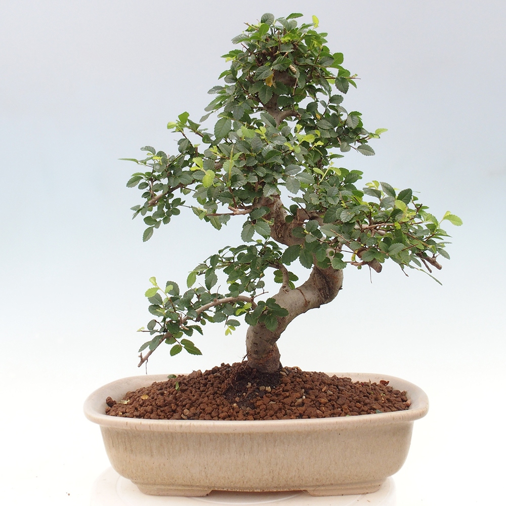 Indoor bonsai - Ulmus parvifolia - Small-leaved elm