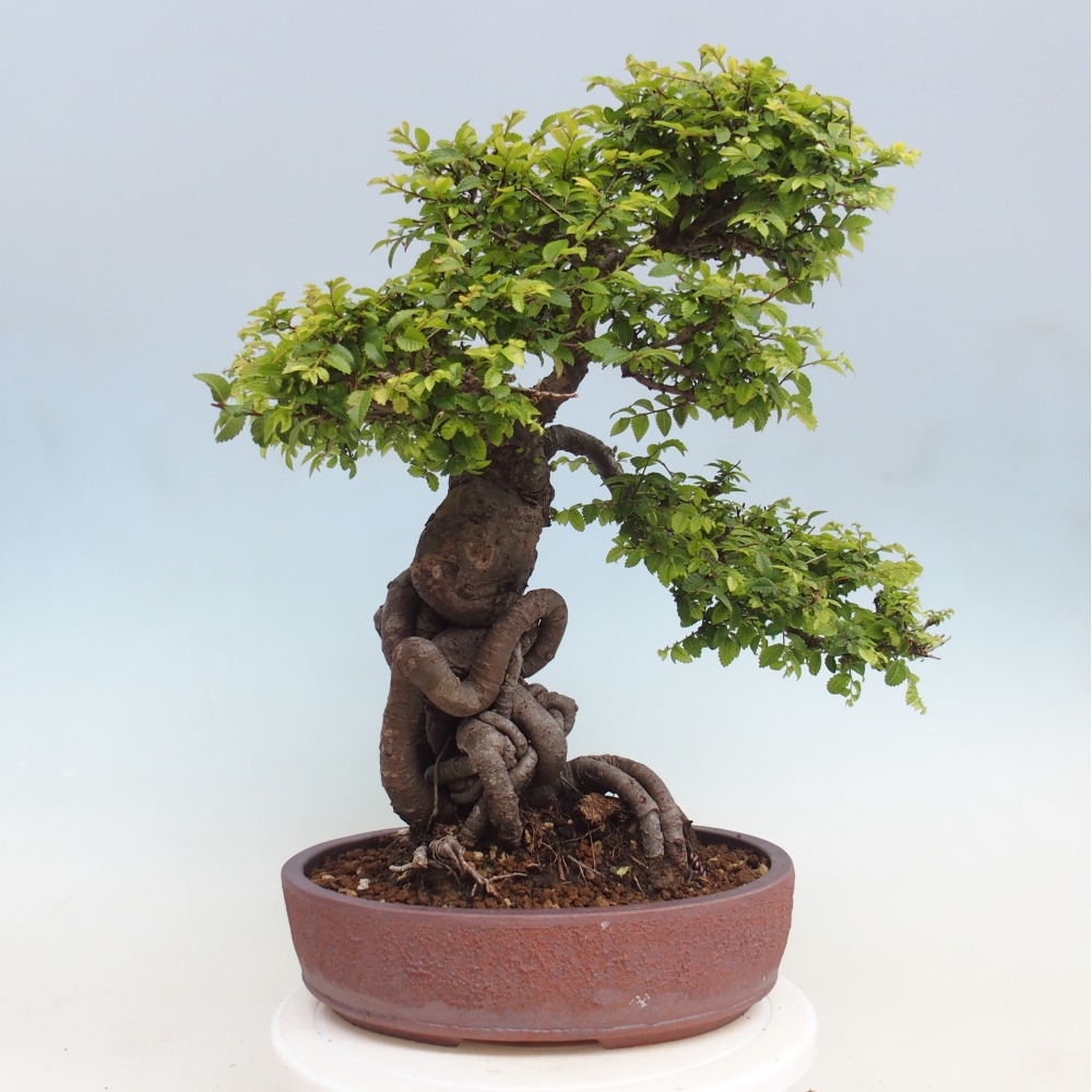 Outdoor bonsai - Ulmus parvifolia Hokkaido - Chinese elm